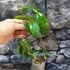 Kép 4/5 - Hoya mindorensis 'Red'