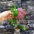 Kép 2/5 - Hoya mindorensis 'Red'