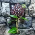 Kép 3/5 - Hoya mindorensis 'ut 042'