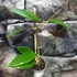 Kép 5/5 - Hoya mindorensis 'ut 042'