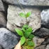Kép 4/6 - Hoya myrmecopa 'Big leaves'