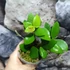 Kép 5/6 - Hoya myrmecopa 'Big leaves'