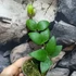 Kép 3/6 - Hoya myrmecopa 'Big leaves'