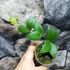 Kép 6/6 - Hoya myrmecopa 'Big leaves'