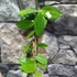 Kép 2/3 - Hoya nicholsoniae