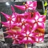 Kép 5/5 - Hoya onychoides