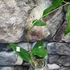 Kép 2/5 - Hoya onychoides