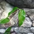 Kép 3/5 - Hoya onychoides