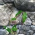 Kép 4/5 - Hoya onychoides