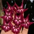 Kép 1/5 - Hoya onychoides
