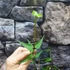 Kép 3/5 - Hoya pandurata