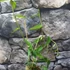 Kép 4/5 - Hoya pandurata