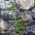 Kép 5/5 - Hoya pandurata