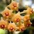 Kép 1/5 - Hoya pandurata