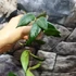 Kép 3/5 - Hoya patella 'Pink'