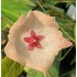 Kép 1/5 - Hoya patella 'Pink'