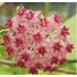 Kép 1/4 - Hoya paulshirleyi