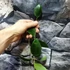 Kép 2/4 - Hoya paulshirleyi