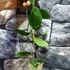 Kép 3/4 - Hoya paulshirleyi