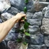 Kép 4/4 - Hoya paulshirleyi