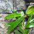 Kép 4/5 - Hoya siariae 'Pink'