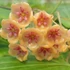 Kép 1/5 - Hoya siariae 'Pink'