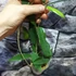 Kép 4/4 - Hoya sp. 'ut 168'