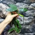 Kép 3/4 - Hoya sp. 'ut 168'