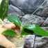 Kép 2/4 - Hoya sp. 'ut 033'