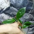 Kép 3/4 - Hoya sp. 'ut 033'