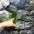 Kép 4/4 - Hoya sp. 'ut 033'