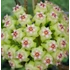 Kép 1/4 - Hoya sp. 'ut 033'