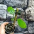 Kép 2/7 - Hoya sussuela