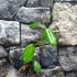 Kép 4/7 - Hoya sussuela
