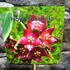 Kép 5/7 - Hoya sussuela