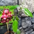 Kép 6/7 - Hoya sussuela