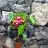 Kép 7/7 - Hoya sussuela