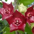 Kép 1/7 - Hoya sussuela