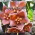 Kép 4/4 - Hoya vitiensis