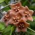 Kép 1/4 - Hoya vitiensis