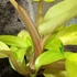 Kép 3/7 - Philodendron Painted Lady