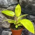 Kép 2/7 - Philodendron Painted Lady