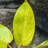 Kép 5/7 - Philodendron Painted Lady