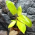 Kép 6/7 - Philodendron Painted Lady
