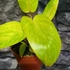 Kép 7/7 - Philodendron Painted Lady