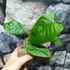 Kép 7/7 - Philodendron tenue