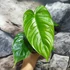 Kép 6/7 - Philodendron tenue