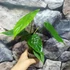Kép 2/7 - Philodendron tenue