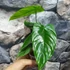 Kép 3/7 - Philodendron tenue