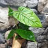 Kép 5/7 - Philodendron tenue